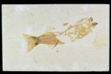 Bargain, Mioplosus Fossil Fish - Uncommon Species #105330-1